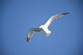 Seagull flying in the blu sky, bird in nature Royalty Free Stock Photo