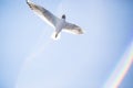 Seagull flying on blue clear sky background. Close-up shot Royalty Free Stock Photo