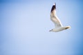 Seagull flying on blue clear sky background. Close-up shot Royalty Free Stock Photo