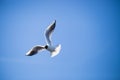 Seagull flying on blue clear sky background. Close-up shot Royalty Free Stock Photo