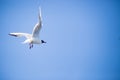 Seagull flying on blue clear sky background. Close-up shot Royalty Free Stock Photo