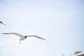 Seagull flying on blue clear sky background. Close-up shot Royalty Free Stock Photo