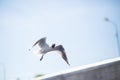 Seagull flying on blue clear sky background. Close-up shot Royalty Free Stock Photo