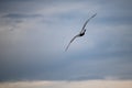 Seagull flying in blue clouds with copy space