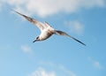 Seagull flying in the blue cloudy sky Royalty Free Stock Photo