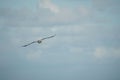 Seagull flying in the blue cloudy sky Royalty Free Stock Photo