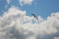 Seagull flying in blue cloudy sky