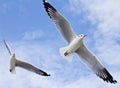 Seagull flying on the blue sky Royalty Free Stock Photo
