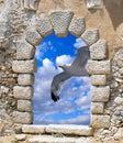 Seagull flying on blue sky Royalty Free Stock Photo