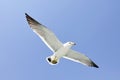 Seagull flying with blue sky background Royalty Free Stock Photo
