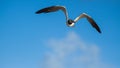 Seagull flying with a blue sky background Royalty Free Stock Photo