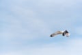 A seagull flying, a blue sky in the background Royalty Free Stock Photo