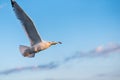 A seagull flying, a blue sky in the background Royalty Free Stock Photo