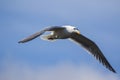 The seagull flying on blue sky background. Royalty Free Stock Photo