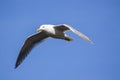 The seagull flying on blue sky background. Royalty Free Stock Photo