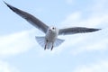 Seagull flying on blue sky background. The seagull spread its wings