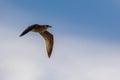 Seagull flying in a blue sky