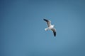 Seagull flying in blue sky, bird in flight, copy space Royalty Free Stock Photo