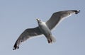 Seagull flying in the blue sky. Close-up. Royalty Free Stock Photo