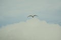 Seagull flying in the blue sky in Dyrholaey, Iceland