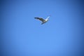 Seagull Flying in blue sky