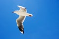 A seagull flying in the blue sky Royalty Free Stock Photo