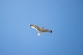 Seagull flying in the blue sky that looks in camera