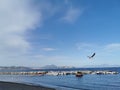 Seagull flying in the blue sky in Naples