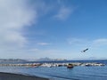 Seagull flying in the blue sky in Naples