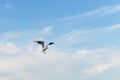 Seagull flying in the blue sky over the sea Royalty Free Stock Photo