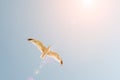 Seagull flying in the blue sky over the sea Royalty Free Stock Photo