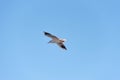 Seagull flying in the blue sky over the sea Royalty Free Stock Photo