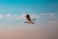 Seagull flying in the blue sky over the sea Royalty Free Stock Photo