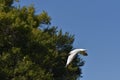 seagull flying in the blue sky over a tree in summer Royalty Free Stock Photo