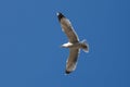 Seagull flying in the blue sky ower the Bosphorus in stanbul. Seagull flying on the blue sky Royalty Free Stock Photo