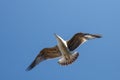 Seagull flying in the blue sky ower the Bosphorus in stanbul. Seagull flying on the blue sky Royalty Free Stock Photo