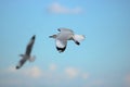 Seagull flying in the blue sky Science name is Charadriiformes Laridae . Selective focus and shallow depth of field.