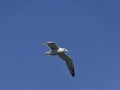 Seagull flying in the blue sky. Sea bird. Royalty Free Stock Photo