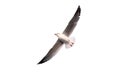 Seagull is flying in the blue sky. It is seabird, usually grey and white. It takes live food crabs and small fish while isolated Royalty Free Stock Photo