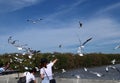 Seagulls in the sky