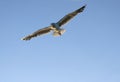 Seagull flying blue sky