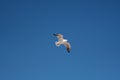 Shameless sky. A seagull flying in the blue sky in summer.