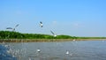 Seagull flying on blue sky in sunshine day