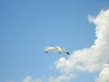 Seagull flying. Blue sky with white clouds in background. Royalty Free Stock Photo