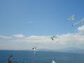 Seagull flying. Blue sky with white clouds in background. Royalty Free Stock Photo