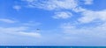 Seagull flying in the blue sky with white clouds over the sea Royalty Free Stock Photo