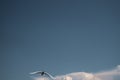 Seagull flying in the blue sky. wide spreded wings. freedom in flight. flying bird Royalty Free Stock Photo