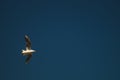 Seagull flying in the blue sky. wide spreded wings. freedom in flight. flying bird Royalty Free Stock Photo