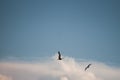 Seagull flying in the blue sky. wide spreded wings. freedom in flight. flying bird Royalty Free Stock Photo