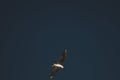 Seagull flying in the blue sky. wide spreded wings. freedom in flight. flying bird Royalty Free Stock Photo